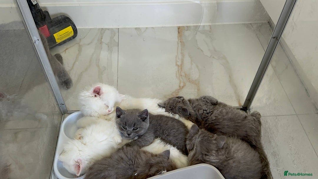 British Shorthair cats for sale: Blue British Shorthair GCCF - Image 4