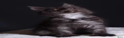 Maine Coon cats for sale: 🖤 TICA Registered Black Smoke Maine Coon Kittens  - Advert 6