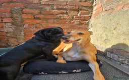 Mixed Breed dogs for sale: Pug x Lucher  - Image 3