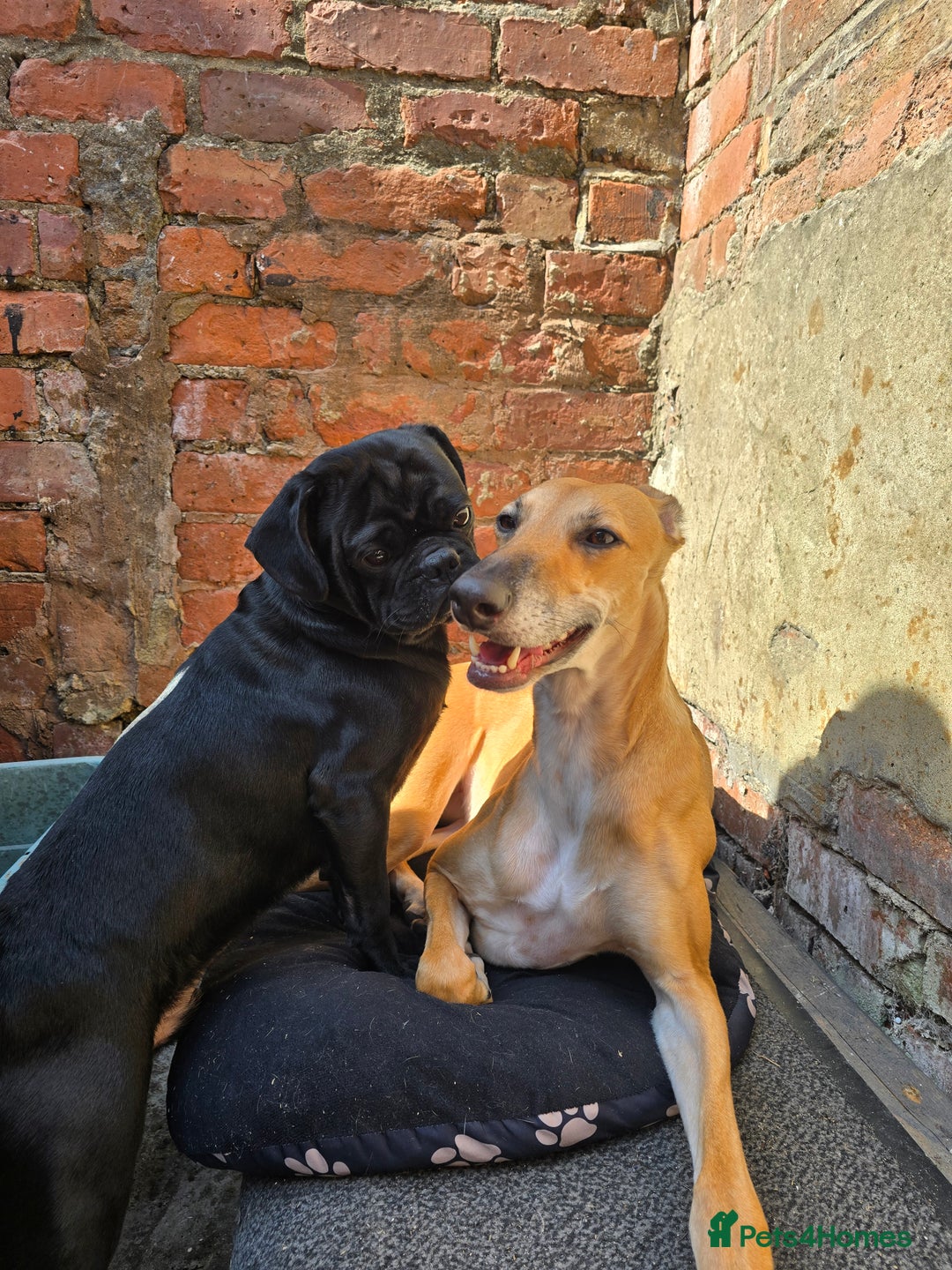 Mixed Breed dogs for sale: Pug x Lucher  - Image 3