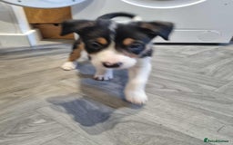 Border Collie dogs for sale: Border collie puppies  - Image 8