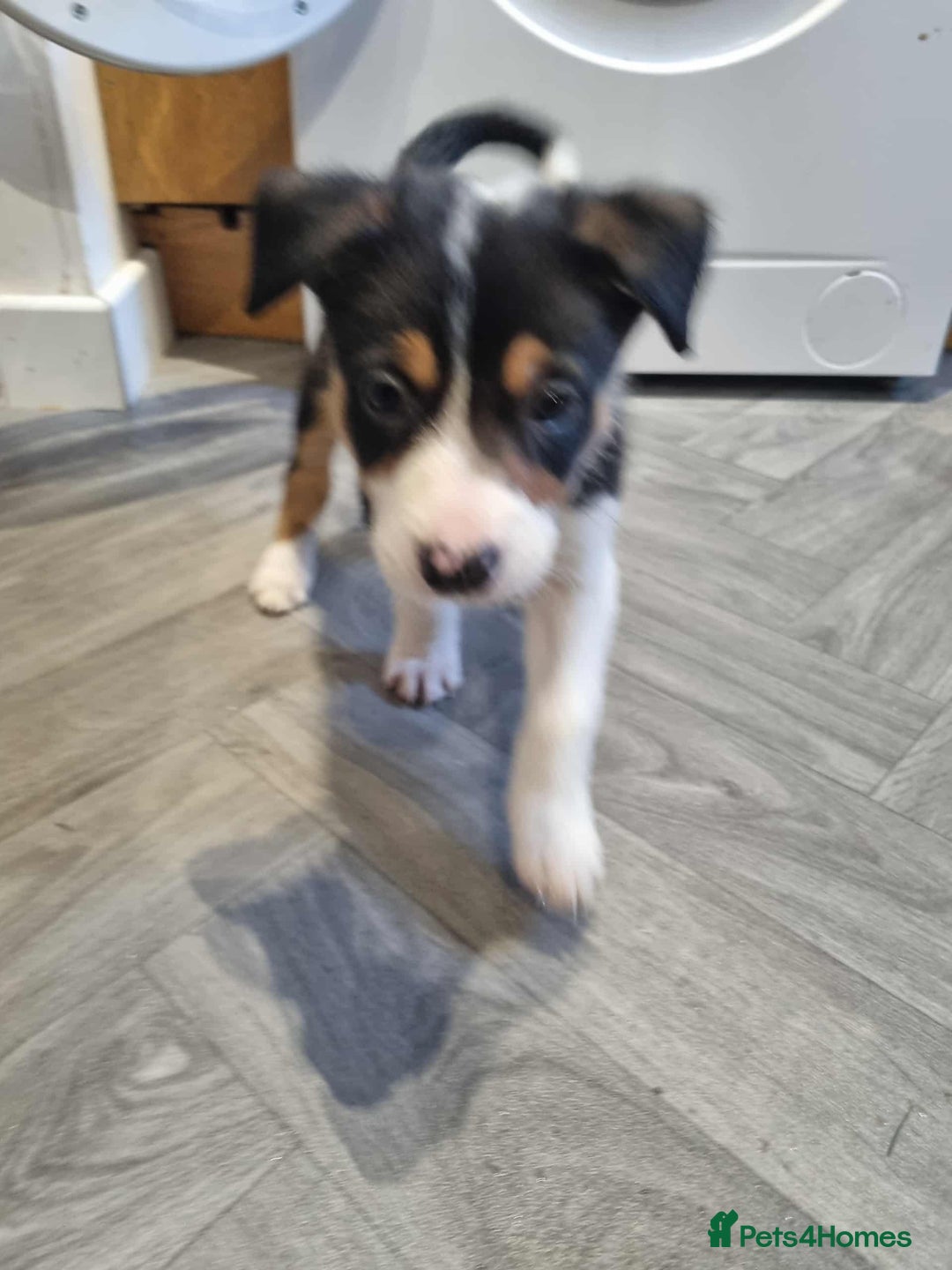 Border Collie dogs for sale: Border collie puppies  - Image 8