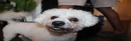 Bichon Frise dogs for stud: STUD ONLY !  - Advert 5