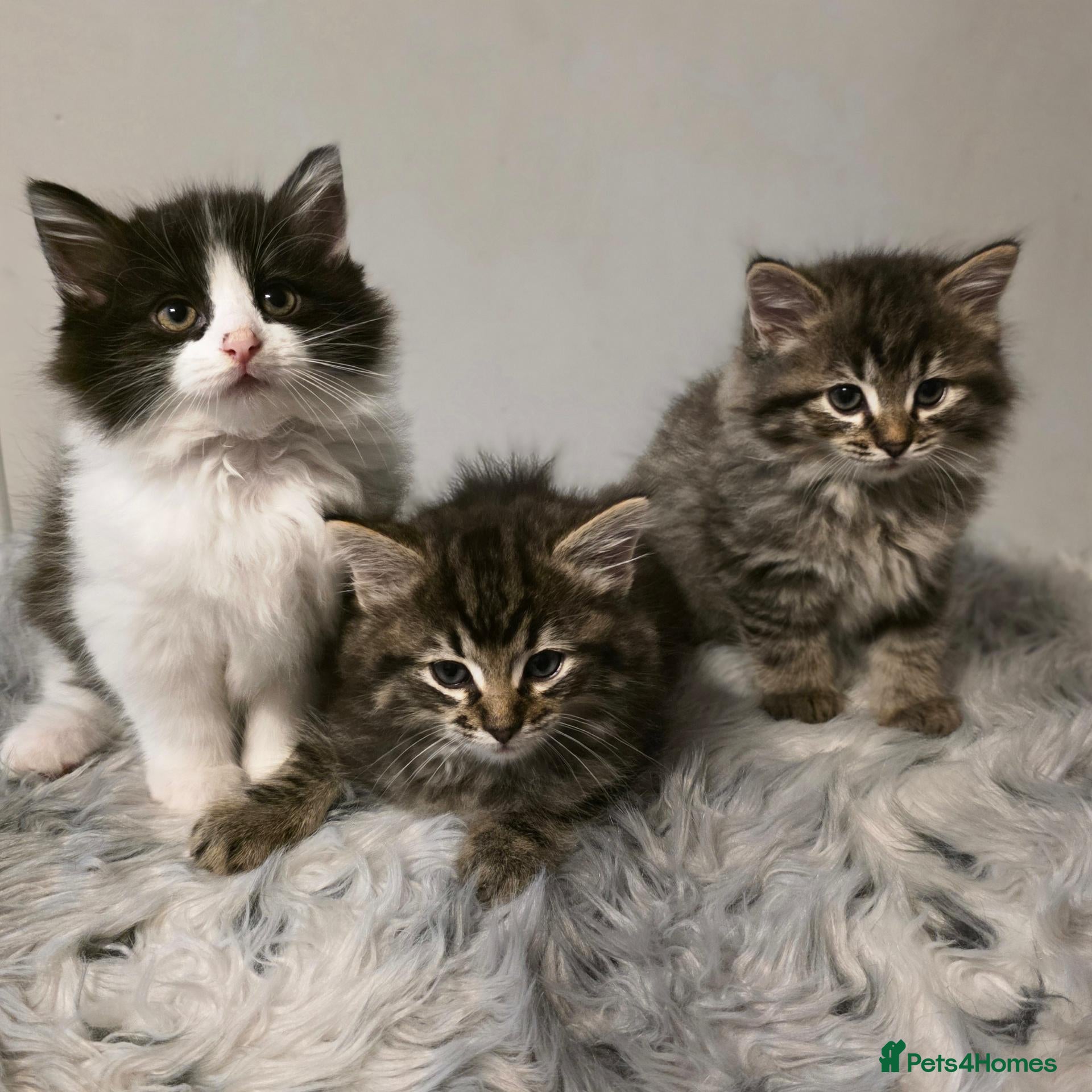 Ragdoll cats for sale: Beautiful Ragdoll cross Norwegian forest kittens  - Advert 2