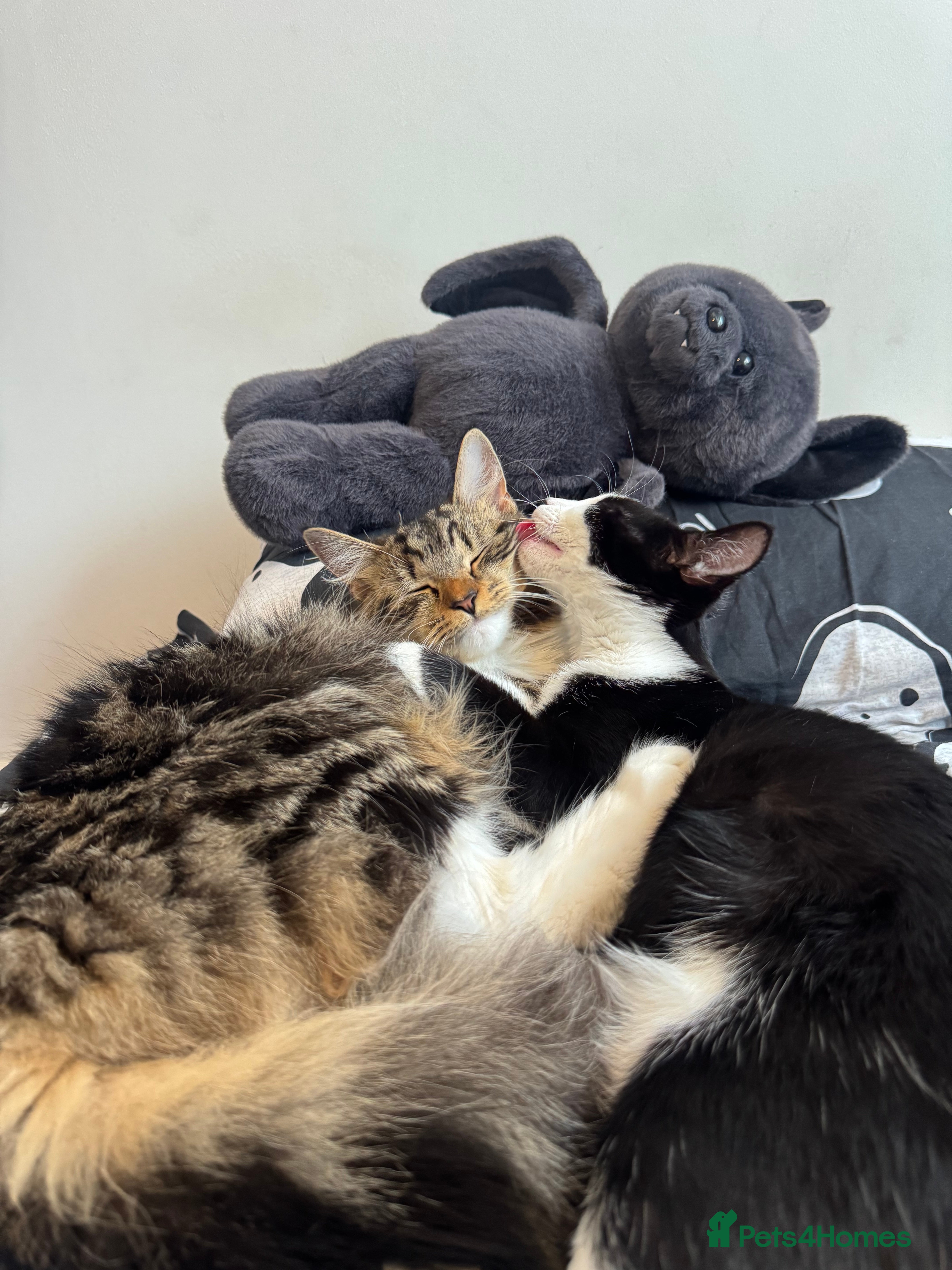 Maine Coon cats Maine coon X kittens!🫶🏻 - Advert 11