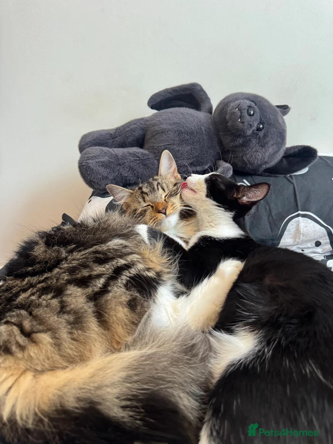 Maine Coon cats for sale: Maine coon X kittens!🫶🏻 - Advert 2