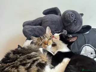 Maine Coon cats Maine coon X kittens!🫶🏻 - Advert 11