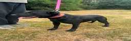 Mixed Breed dogs for adoption: ❤️NICOL NEEDS JUST ONE PERSON TO BELIEVE IN HER - Advert 5