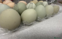 Chickens poultry for sale: Fertile hatching eggs available. One day old chick - Image 3