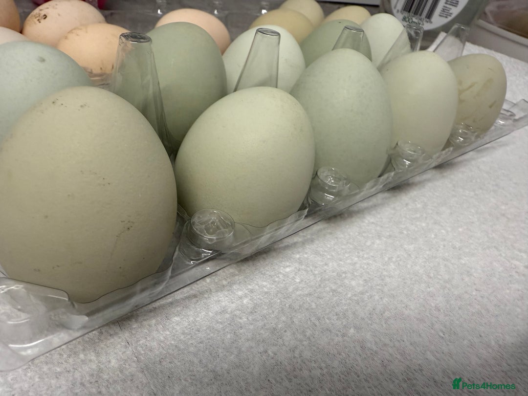 Chickens poultry for sale: Fertile hatching eggs available. One day old chick - Image 3