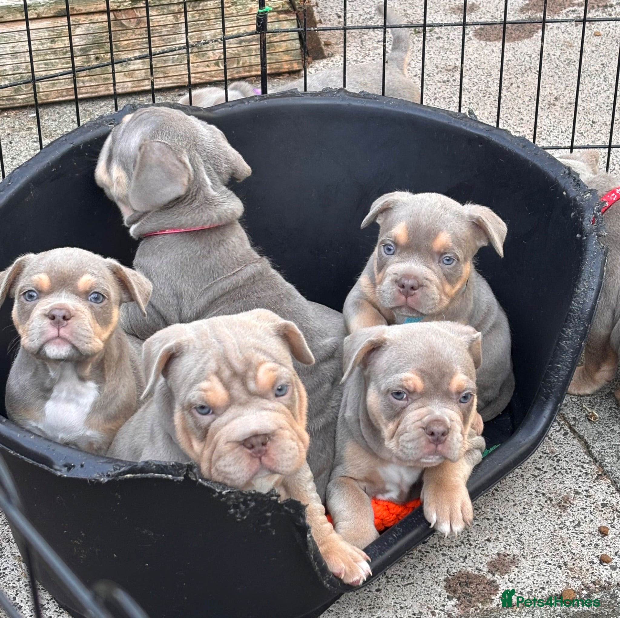 Mixed Breed dogs French bulldog X Pocket bully - Advert 1