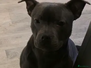 Staffordshire Bull Terrier dogs Staffordshire Bull in Bradford - Advert 1