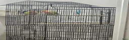 Lovebirds birds for sale: 100% breeding lovebirds pair in Sheffield - Advert 5