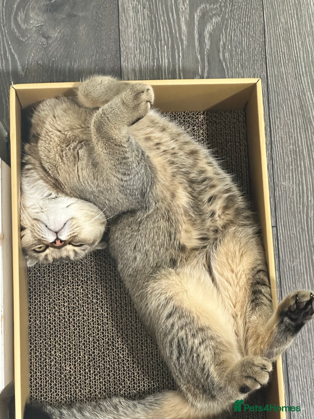 Scottish Fold cats for sale: Scottish fold 1 year old  - Advert 2