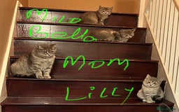 British Shorthair cats for sale: Beautiful British Shorthair Kittens - Ready Now - Advert 1