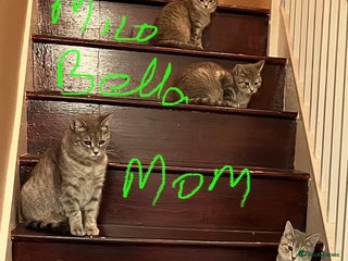 British Shorthair cats Beautiful British Shorthair Kittens - Ready Now - Advert 1