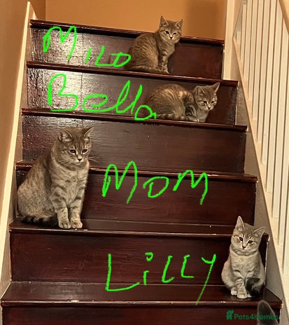 British Shorthair cats Beautiful British Shorthair Kittens - Ready Now - Advert 2