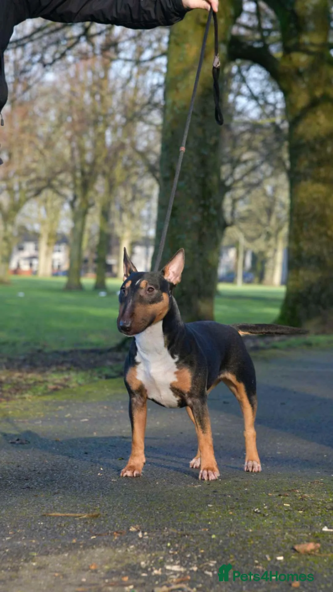 Miniature Bull terrier dogs for sale: MinatureBullTerrier Pups HealthTested TopPedigree in Preston - Advert 16