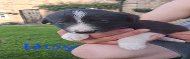 Border Collie 2