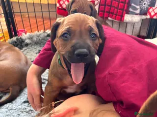 Rhodesian Ridgeback dogs for sale: Exceptionally Health Tested/Family Home. Kc Reg - Advert 1