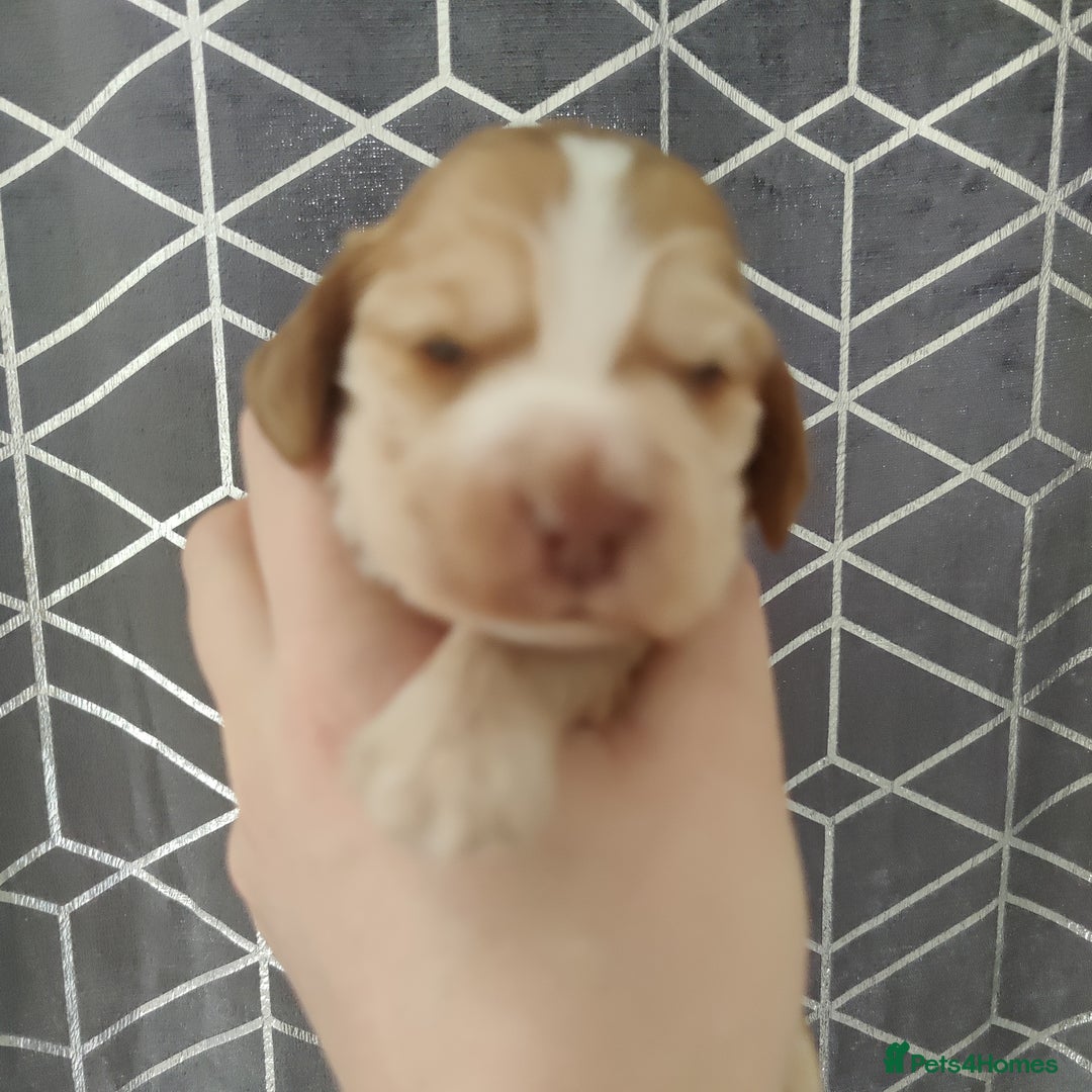 Cocker Spaniel dogs for sale: Show Type Cocker Spaniels Health Tested Parents  - Image 33