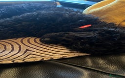 Mixed Breed dogs for sale: Shih poo  - Image 12