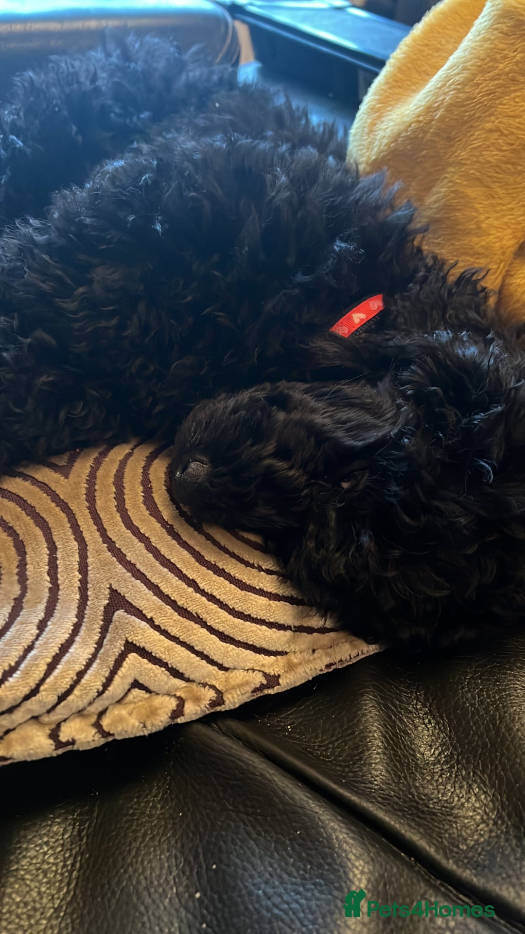 Mixed Breed dogs for sale: Shih poo  - Image 12