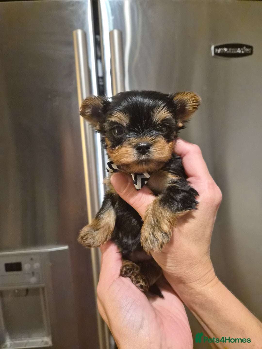 Yorkshire Terrier dogs for sale: 💝Beautiful Miniature Babies from 250g💝 - Image 7