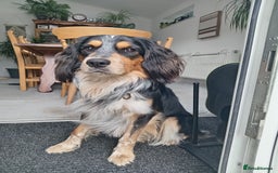 Mixed Breed dogs for stud: Collie Cocker Stud - Image 1