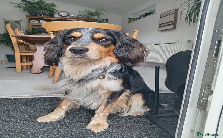 Mixed Breed dogs - Advert 1