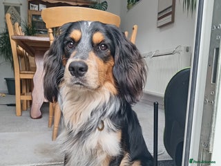 Mixed Breed dogs - Advert 2