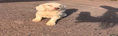 Cocker Spaniel 1