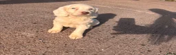 Cocker Spaniel dogs for sale: Cocker spaniel puppies - Advert 2