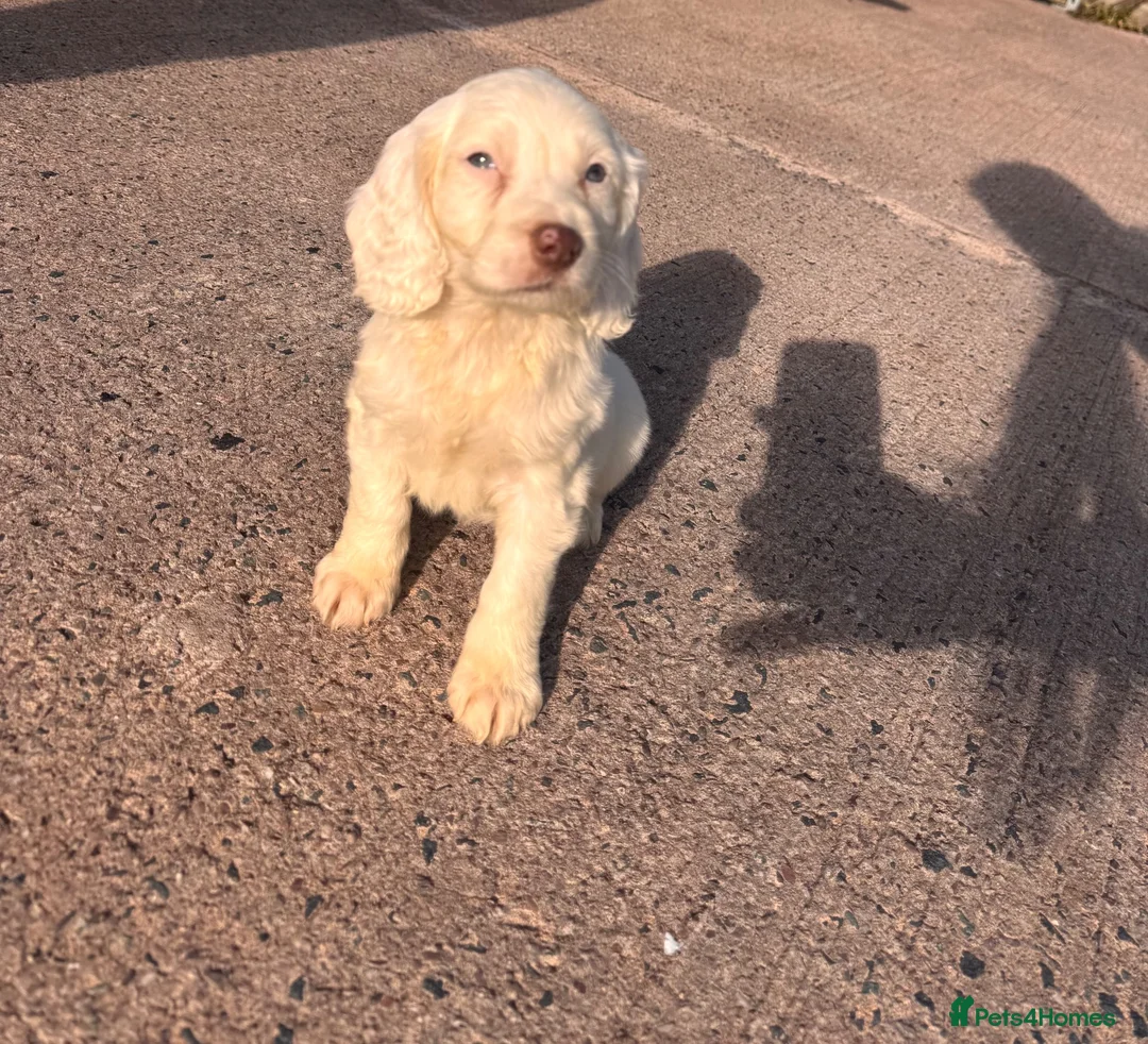 Cocker Spaniel dogs for sale: Cocker spaniel puppies - Advert 2
