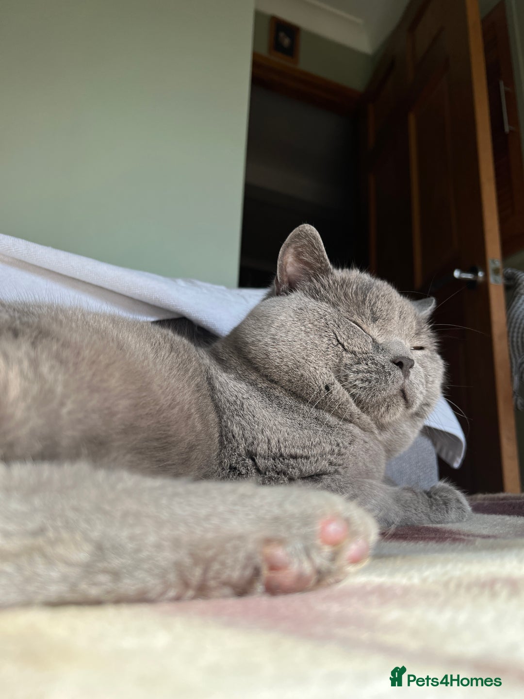 British Shorthair cats for stud: GCCF Active Registered Blue British Shorthair in Bristol - Advert 15