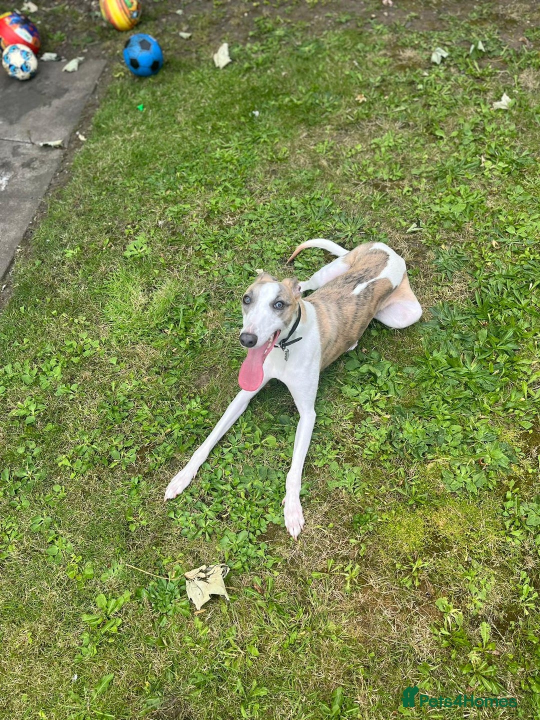 Whippet dogs for sale: KC WHIPPET FOR SALE AGE 2 - Advert 3