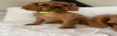 Cavalier King Charles Spaniel 4
