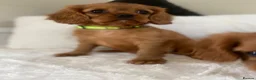 Cavalier King Charles Spaniel dogs for sale: Beautiful Cavalier King Charles  - Advert 2