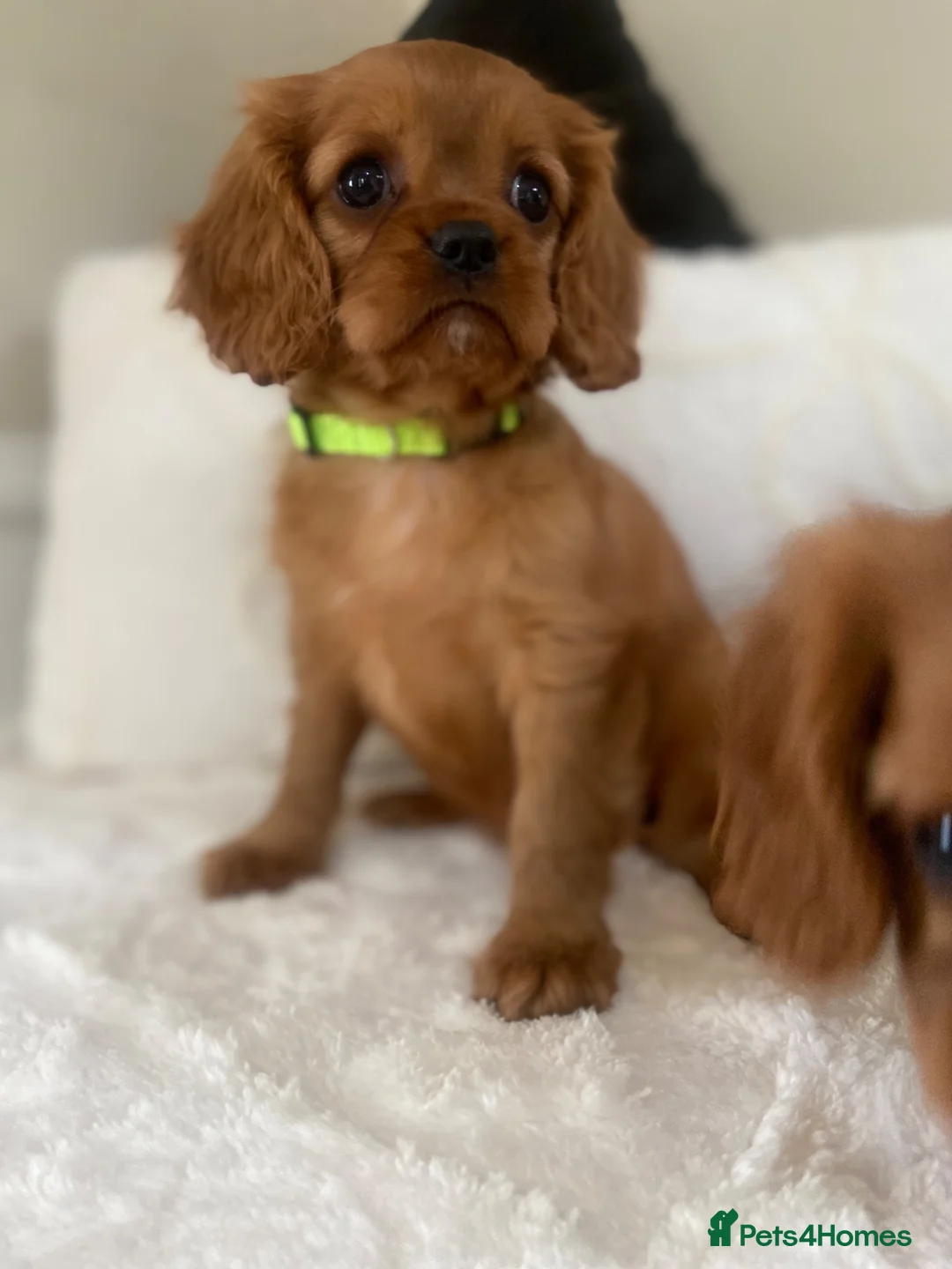 Cavalier King Charles Spaniel dogs for sale: Beautiful Cavalier King Charles  - Advert 2