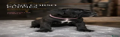 Cane Corso 2