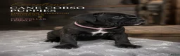 Cane Corso dogs for sale: 🐾 European Champion Bloodline Cane Corso Puppies - Advert 12