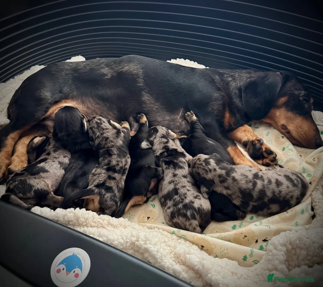 Miniature Dachshund dogs for sale: 7 stunning miniature dachshunds (sausage dog) in Warrington - Advert 2