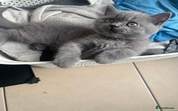 British Shorthair cats for sale: 5  BSH kittens - Image 23
