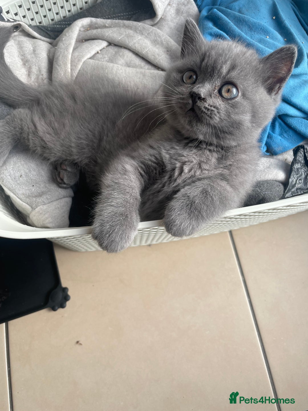 British Shorthair cats for sale: 5  BSH kittens - Image 23