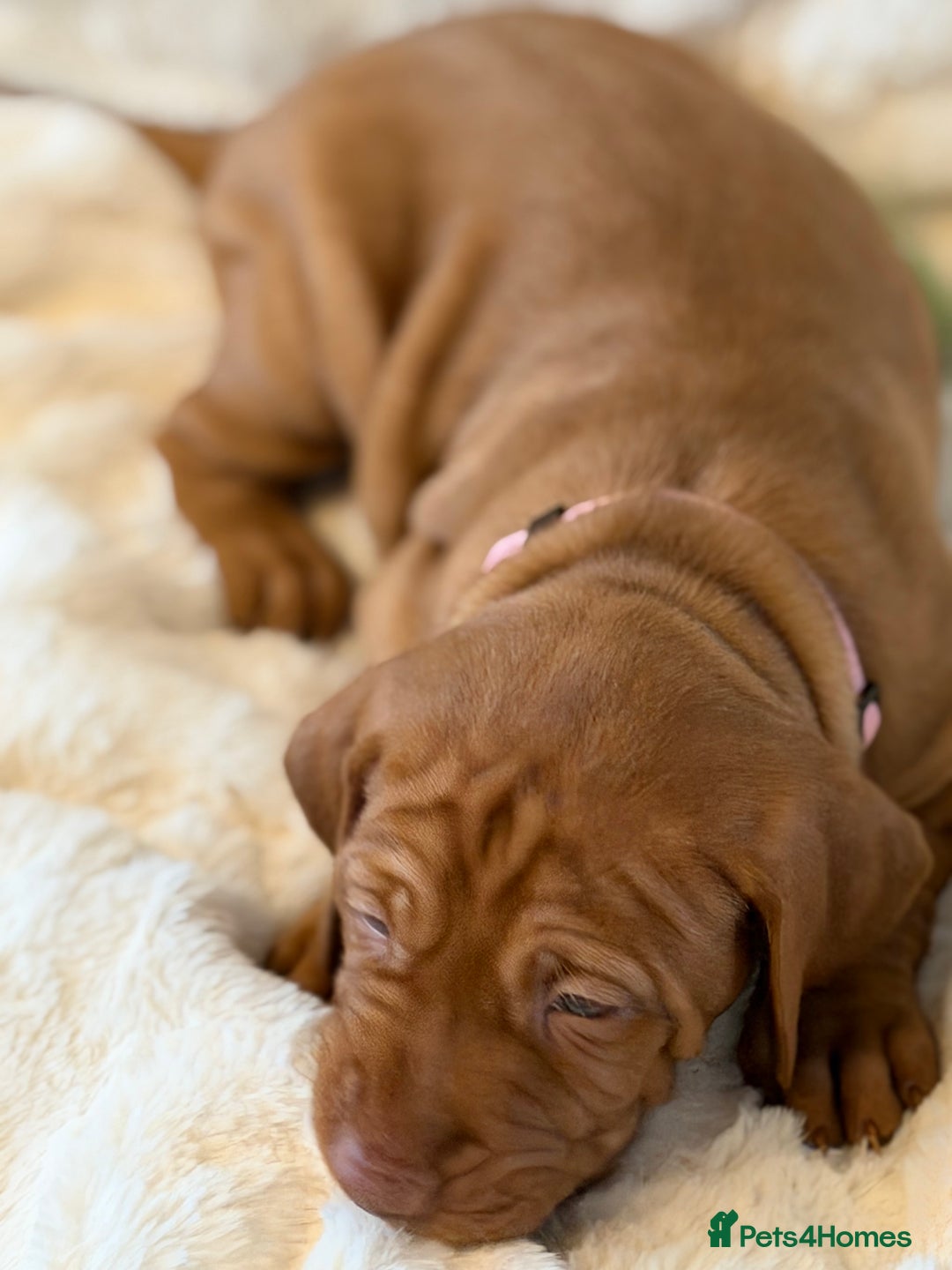 Hungarian Vizsla dogs for sale: Beautiful Hungarian Vizsla Puppies – 5⭐ Homes Only - Advert 15