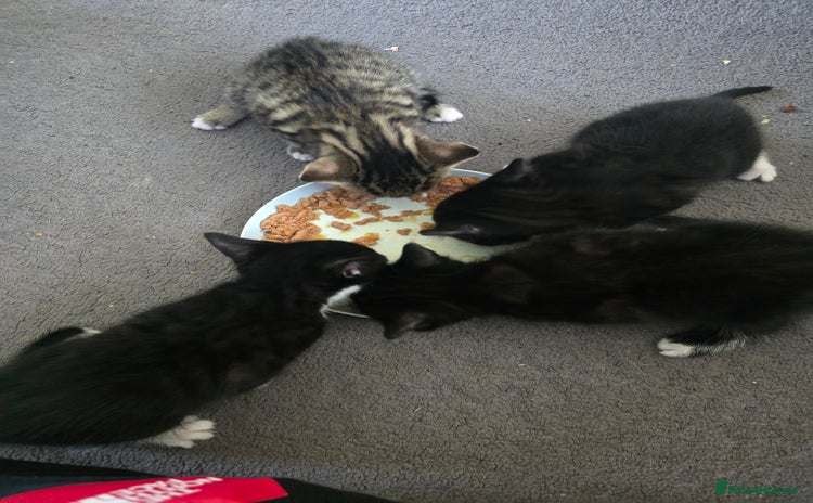 Domestic Shorthair cats - Advert 3