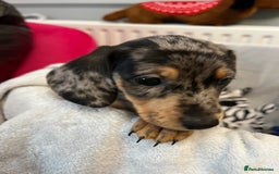 Miniature Dachshund dogs for sale: Stunning miniature dachshund puppies  - Image 21