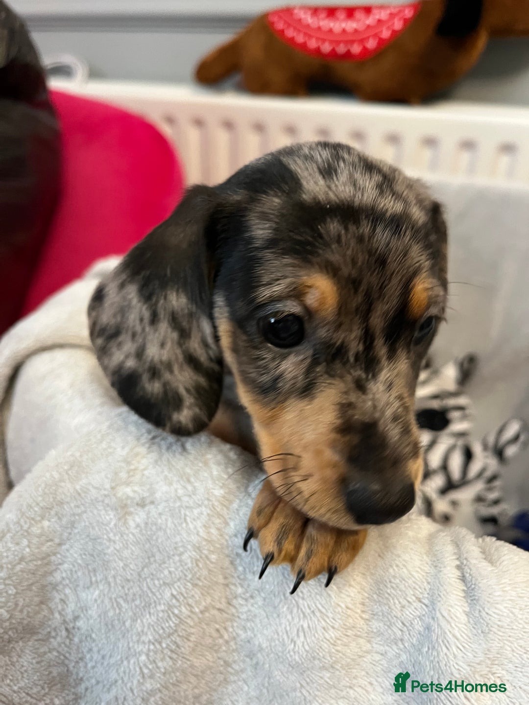 Miniature Dachshund dogs for sale: Stunning miniature dachshund puppies  - Image 21