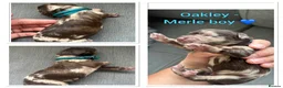 Cockapoo dogs for sale: Beautiful f1b cockapoos  - Advert 9