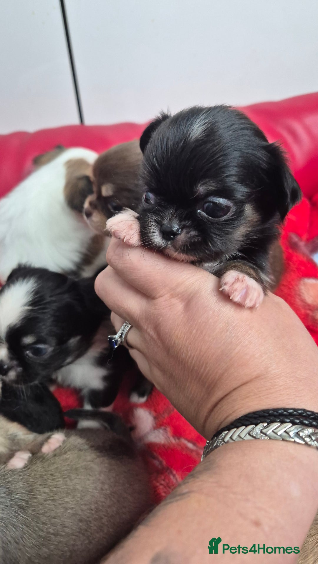 Chihuahua dogs for sale: KC registered Chihuahua puppies  - Advert 24